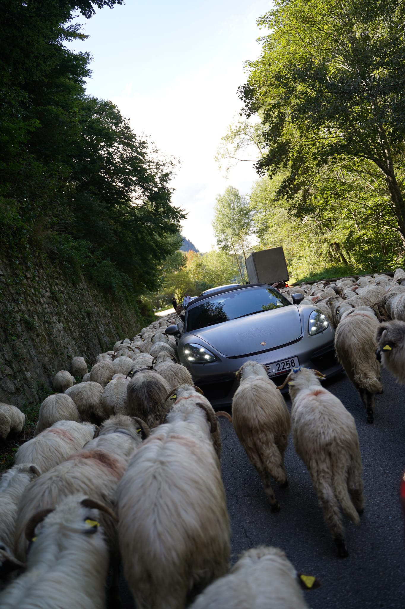 Porsche mezi stádem ovcí v Rumunsku